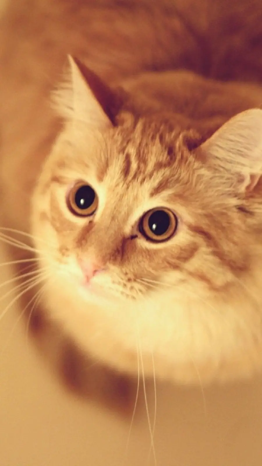 Latest Orange Cat Wallpaper for System