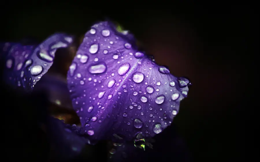 Download high-quality images of flowers, plants and leaves in JPEG format with very high quality and high resolution suitable for use in designs