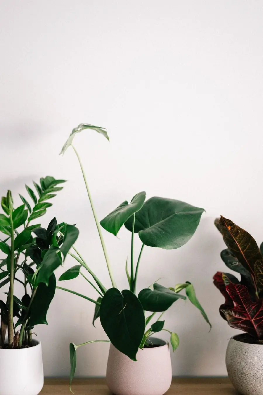 Photos of houseplant pots