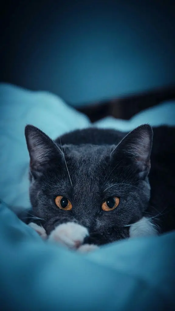 Beautiful Little Black Cat Wallpaper for Full HD Phones