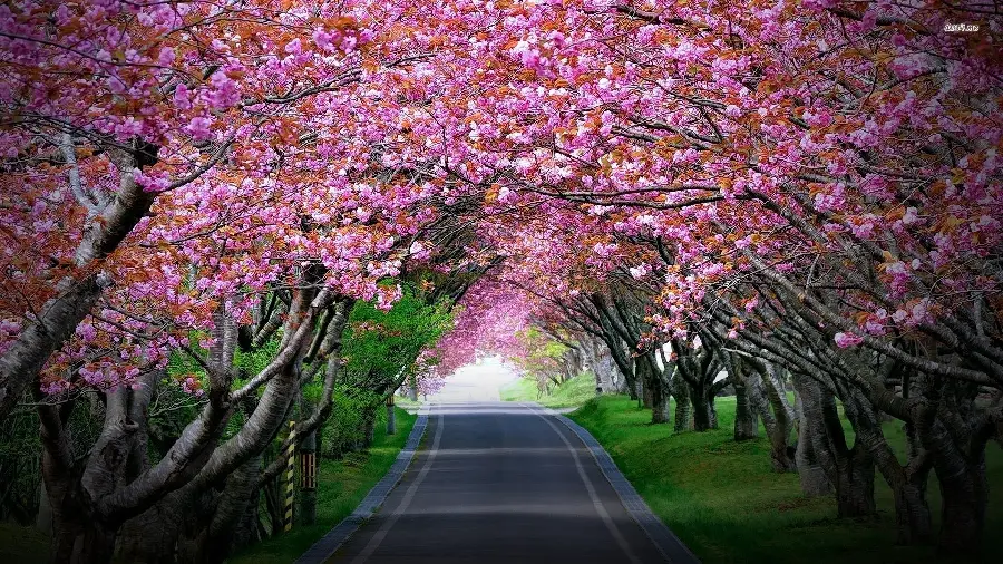A very beautiful photo of a pink flower tunnel for printing on a poster
