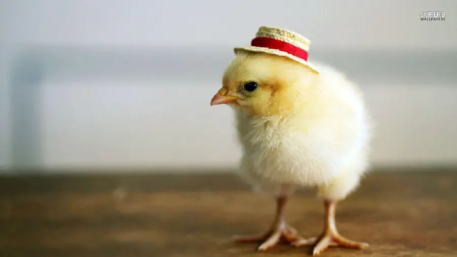 The cutest chick wallpaper with hat for computer