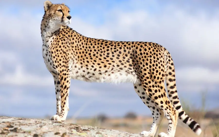 Photo of an Iranian cheetah for a profile