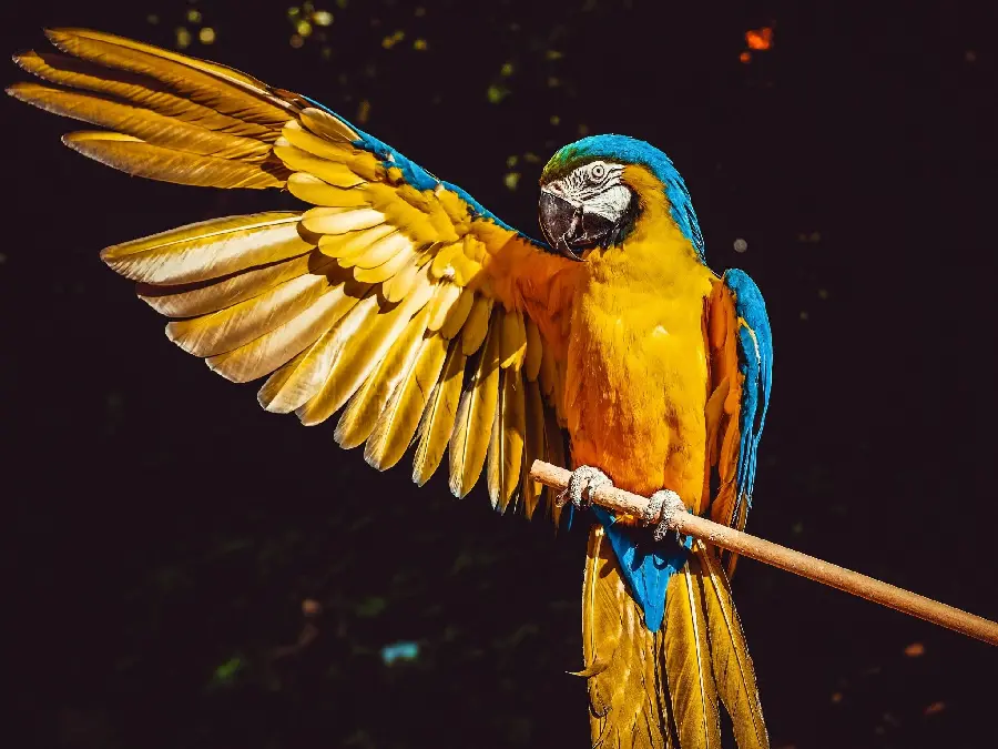 The most special stock photo of the famous beautiful Macaw parrot with an open wing
