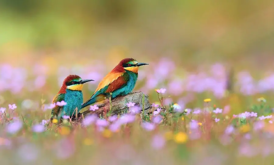 Download Wallpaper of two cute colorful birds in spring