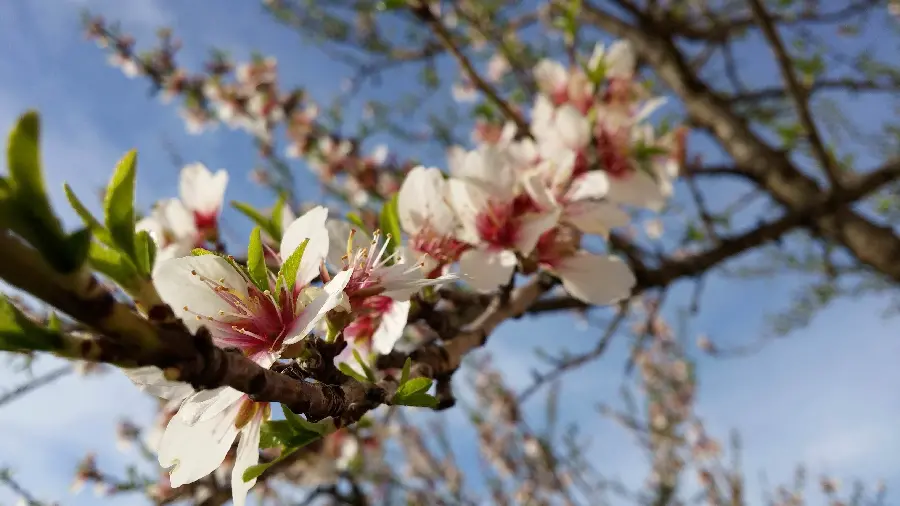 Lovely profile picture of white almond blossom