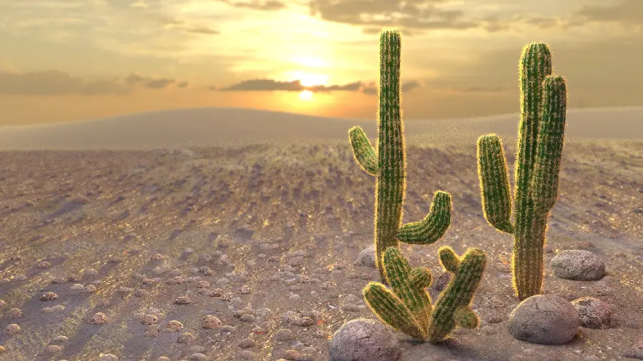 High quality photo of a large cactus in the desert and the desert