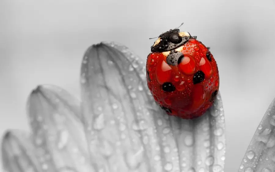 Ladybug Wallpaper 4K