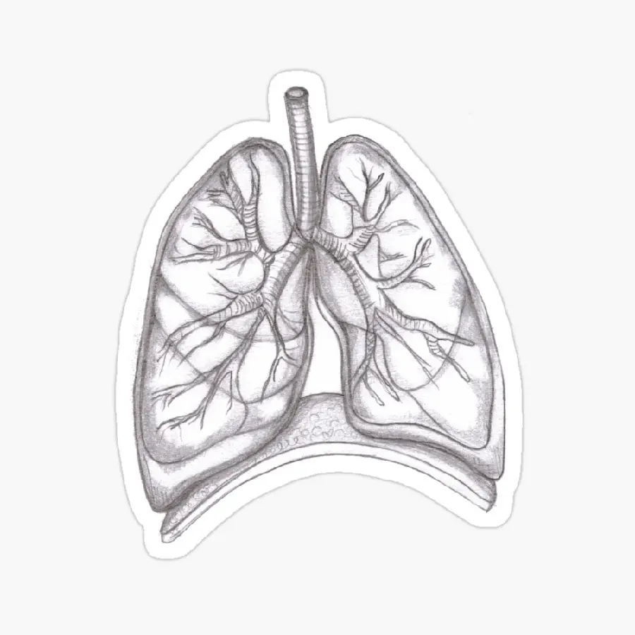 Black and white drawing of the human lung