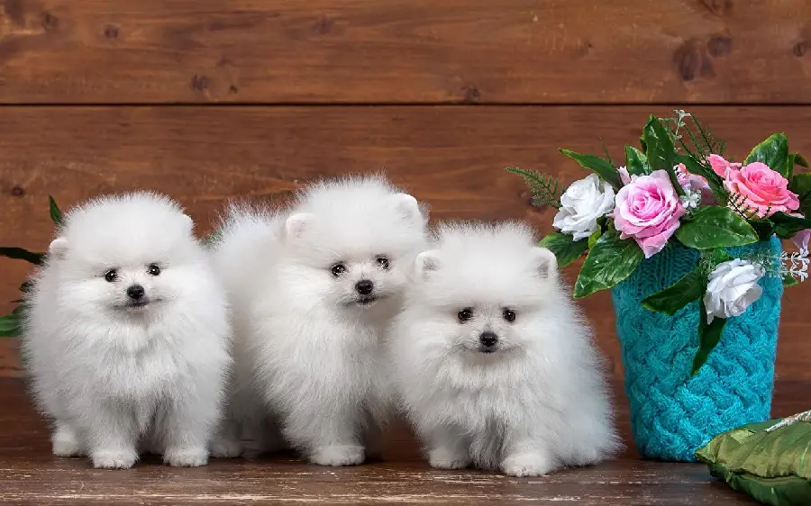 Pure image of beautiful triplets in white