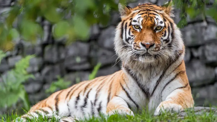 Tiger Photo Suitable for Story