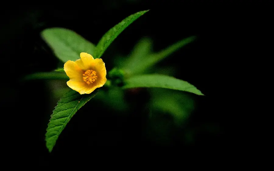 Yellow flower photo for special people and yellow flower photo for Telegram and Instagram profile