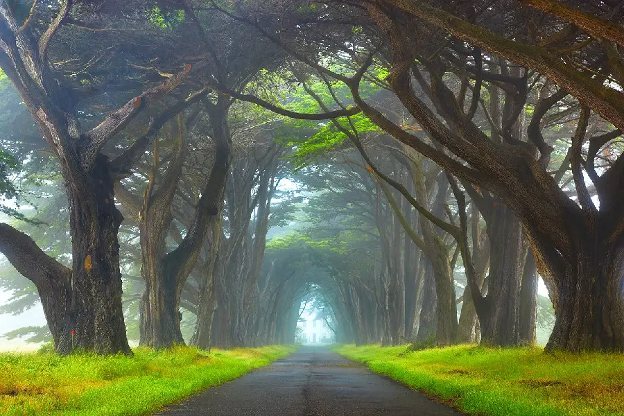 A forest tunnel with light in a spectacular Full HD view