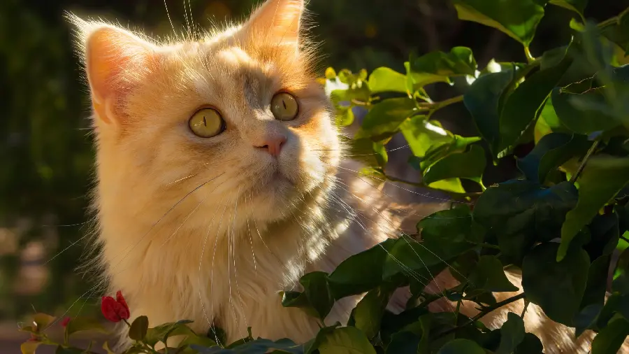 Beautiful cat with green eyes stock photo and wallpaper in 4k quality
