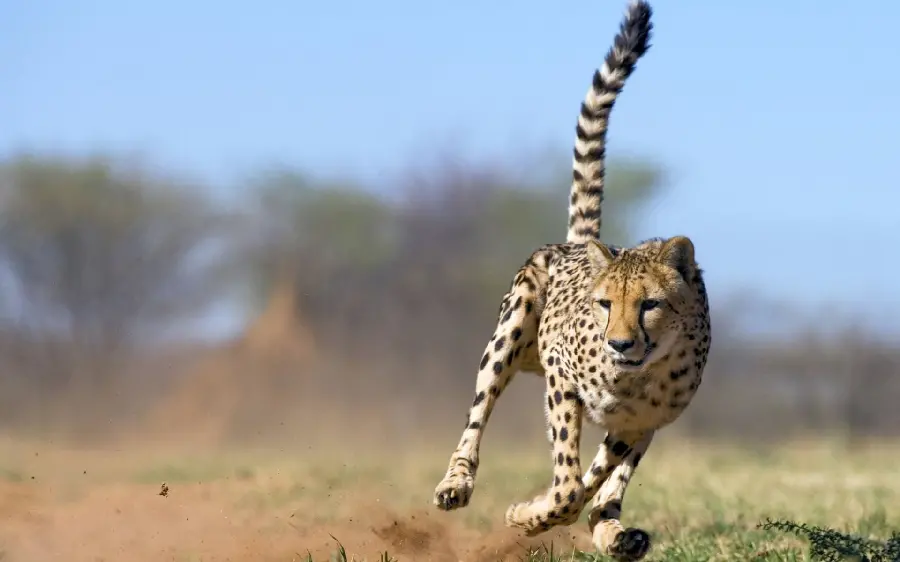 Awesome image of a cheetah running