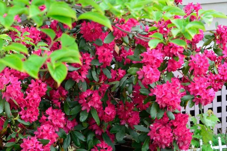 Photo of the cutest and most beautiful pink flowers on a spring morning