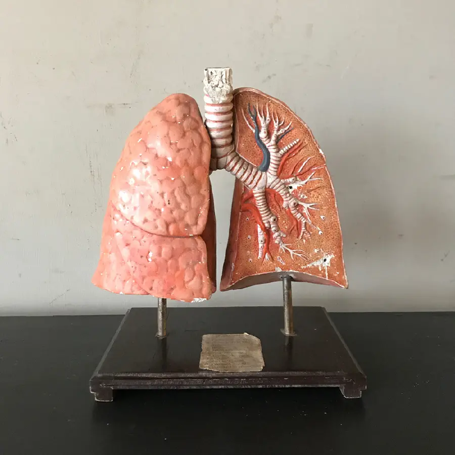 Photo of a human lung model from a close-up