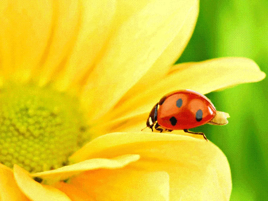 Ladybug and Yellow Flower Wallpaper
