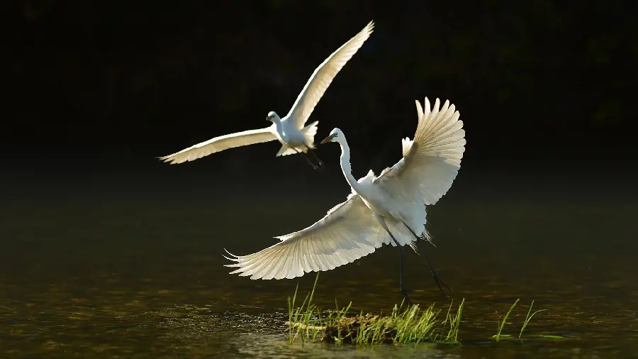 Flying Birds Stock Photos