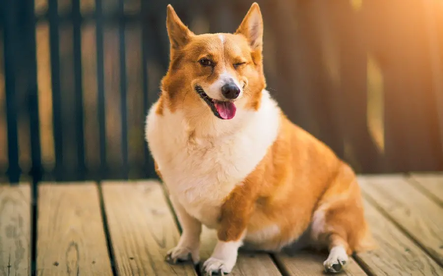 Cute Dog Breed Blinking Wallpaper for Laptop Desktop