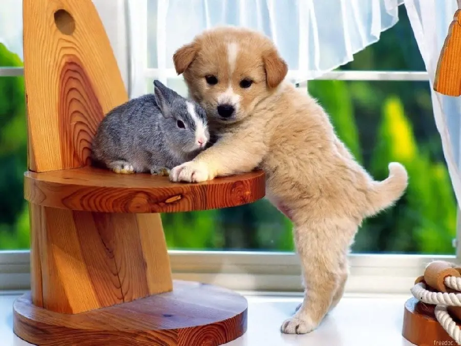New HD Wallpaper of Beautiful Dog Breed and Cute Rabbit 