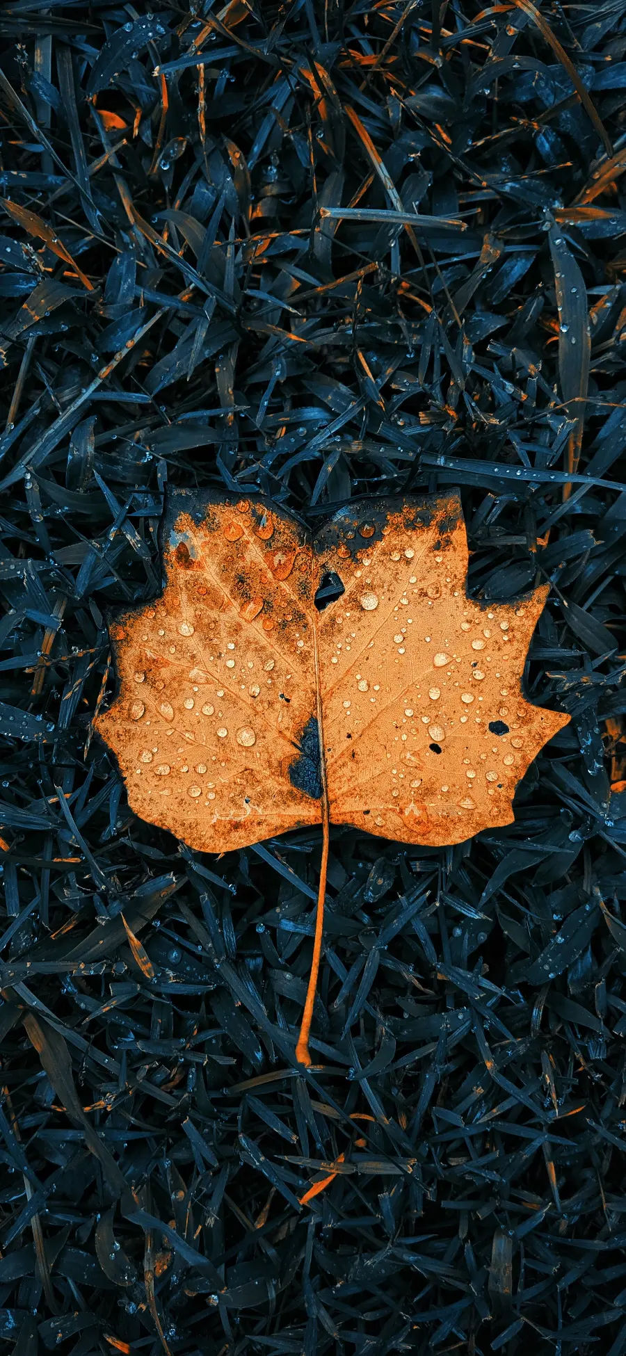 Autumn Leaf Tag Photo For profile and wallpaper