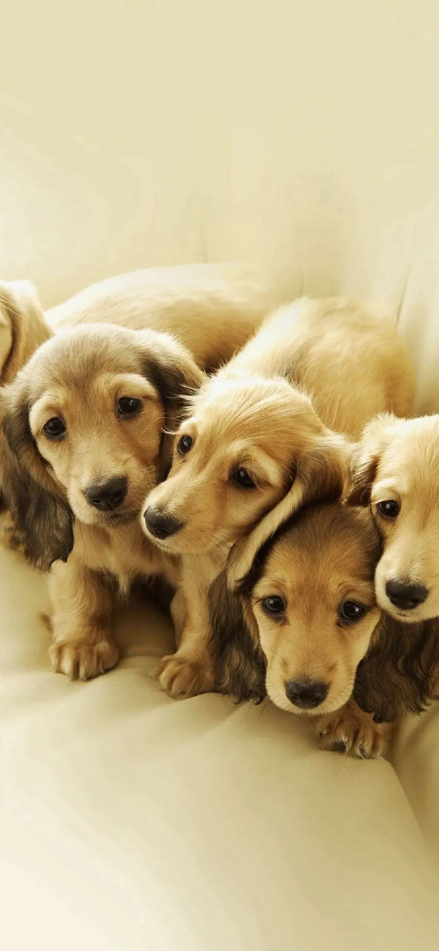 Beautiful baby dog ​​pictures for iPhone Android background