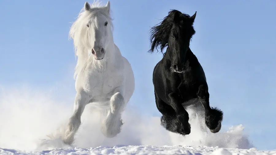 Download Stock Photo White Horse Running Stock Photo White horse