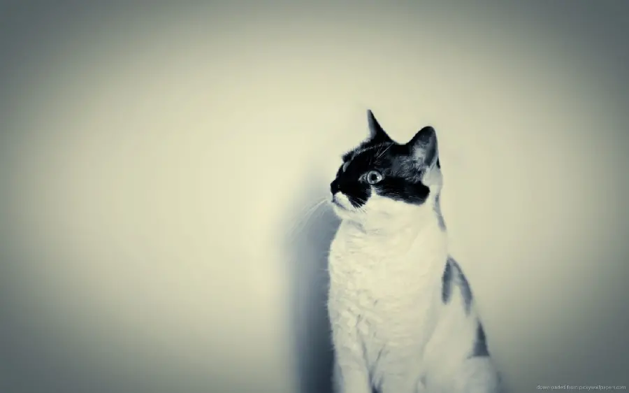 Full HD quality white cat background photo for computer wallpaper