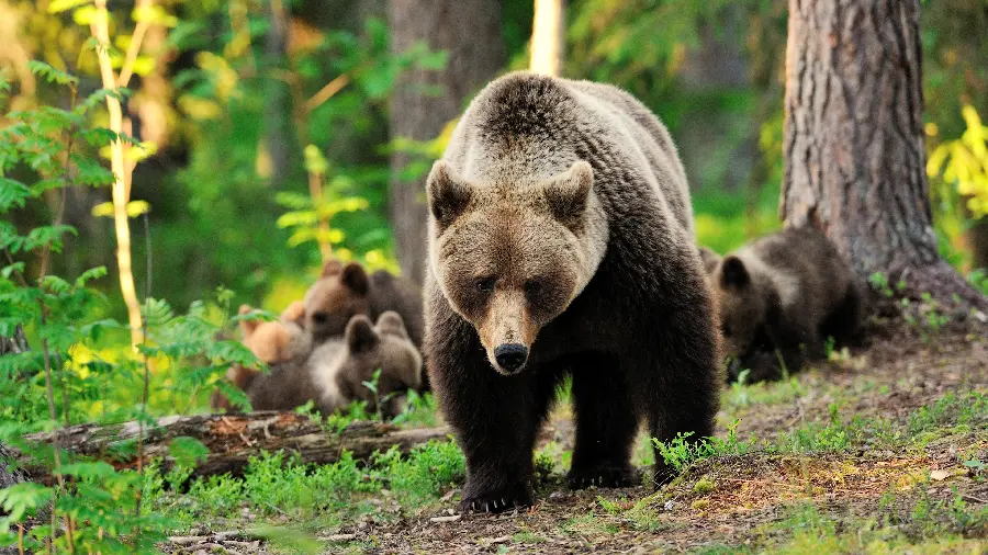 Photo Brown Bear Stock 4k