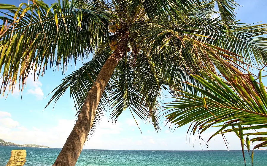 Palm Trees Wallpaper on the Refreshing Sea Beach in an Artistic View