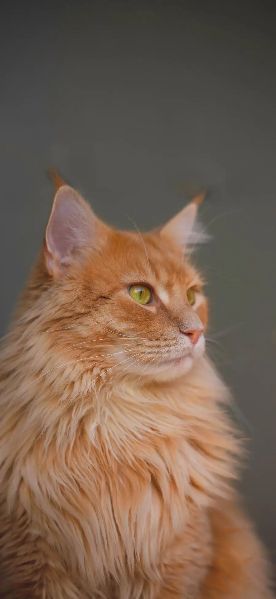 Best Orange Cat Wallpaper with Eyes Magnificent Green