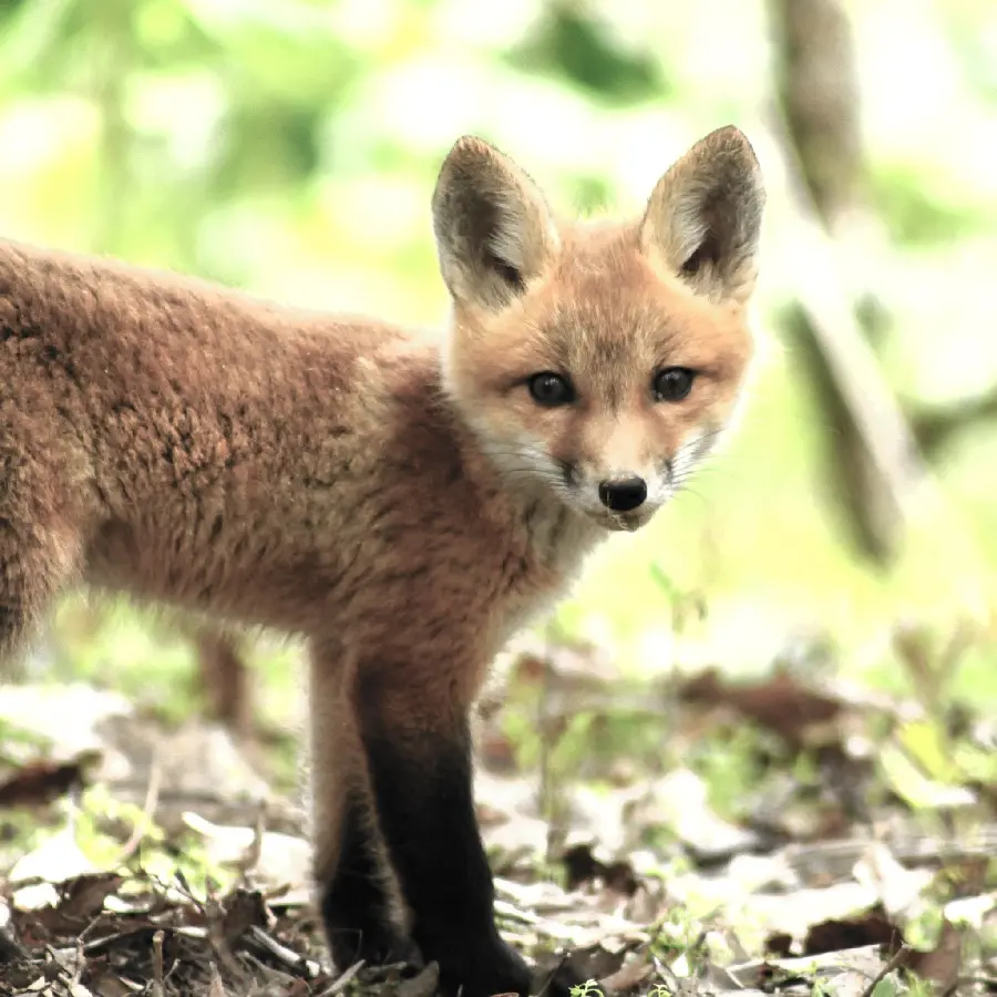 Cute and beautiful orange fox cub with black legs 