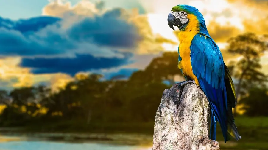 Beautiful Blue and Yellow Macaw Background for Desktop