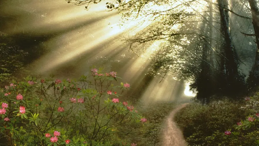 Beautiful and amazing photo of spring in high quality