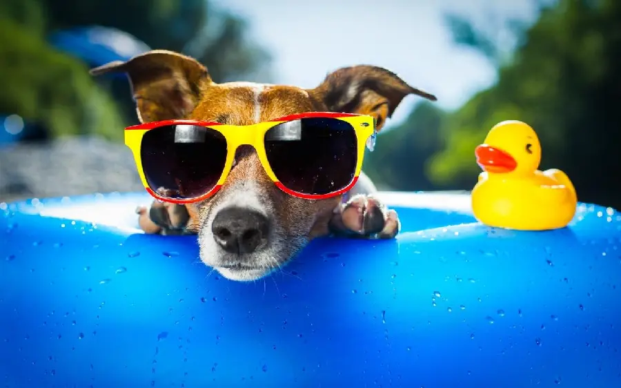 Fantasy Dog with Sunglasses in Summer Wallpaper for Laptop