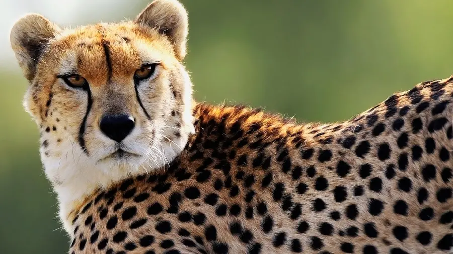 Iranian Cheetah Profile Picture