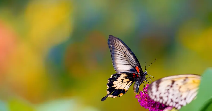 Butterfly on purple flower