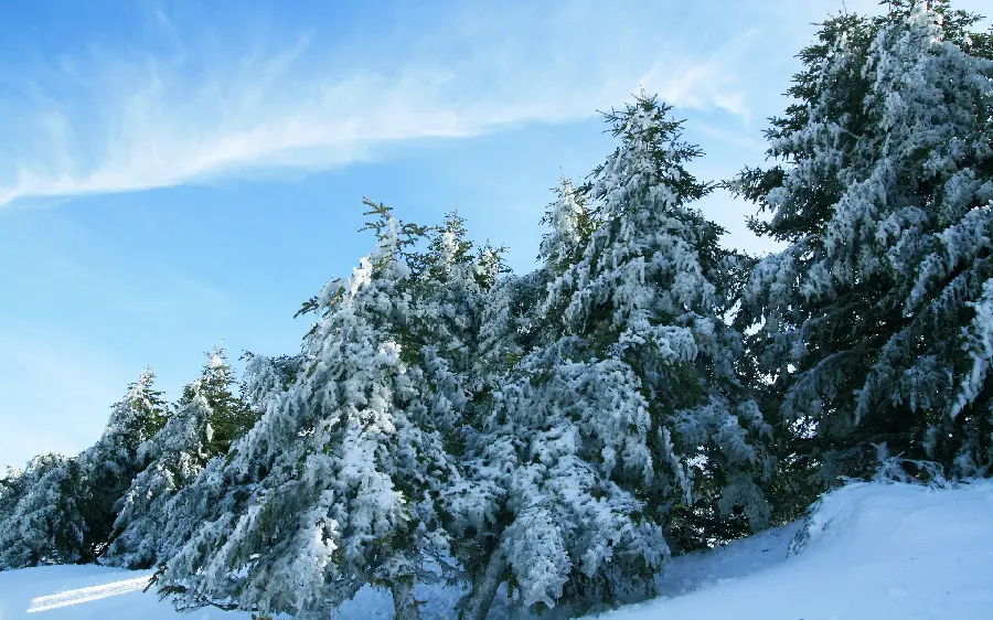 Full HD Snow Pines for Profile