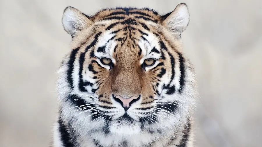 Tiger Photo in the Cold of Winter