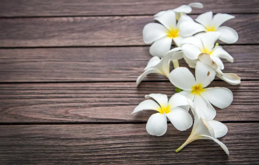 Admirable Plumeria Flower Wallpaper with Spectacular Quality
