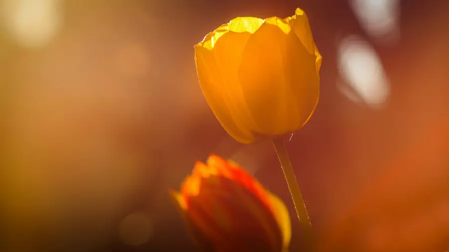 Real but amazing orange flower wallpaper