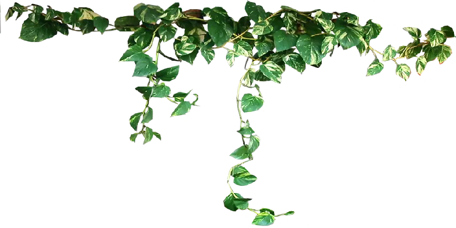 Potus Houseplant PNG for Design and Graphic Work