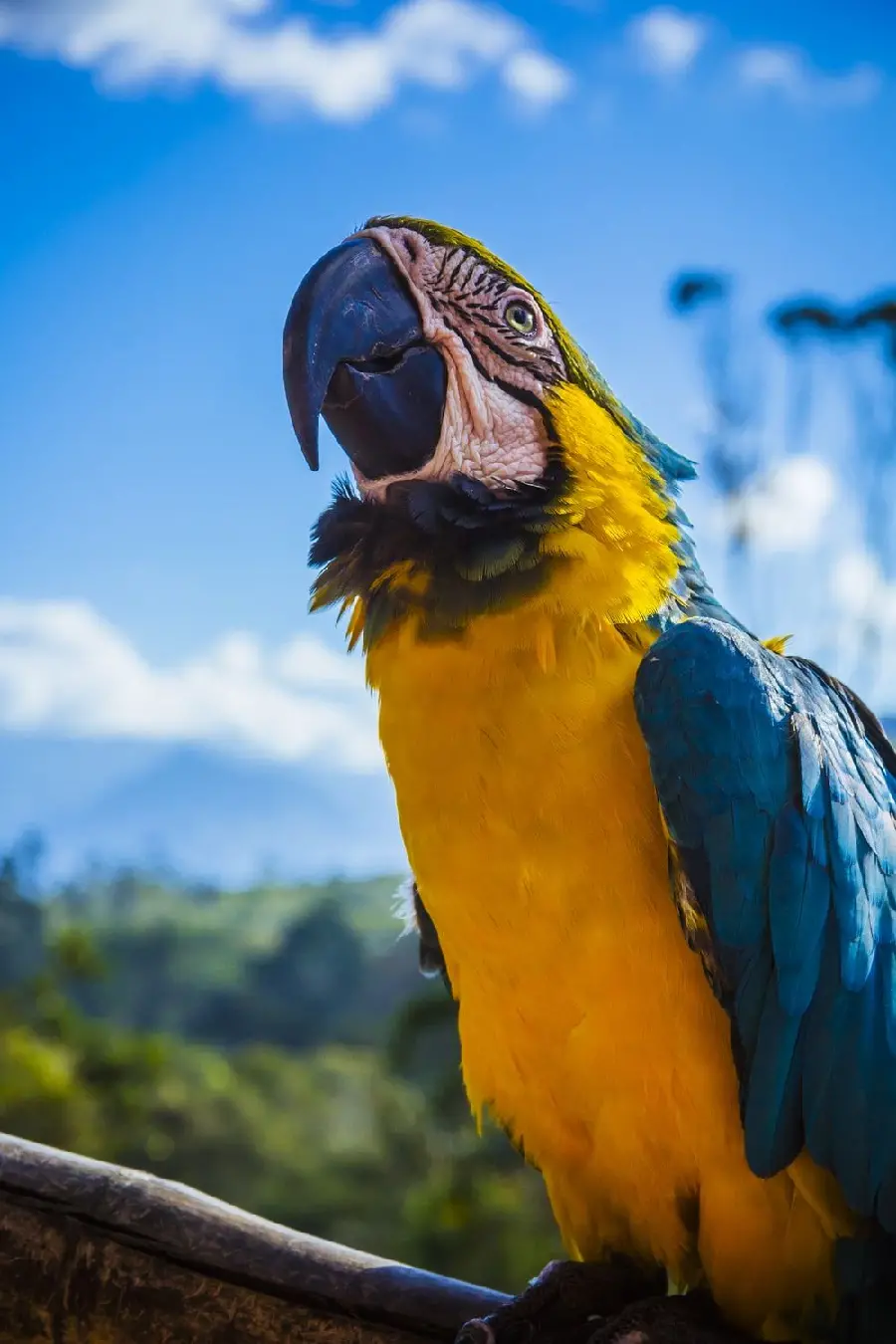 Spectacular Mobile Wallpaper of Attractive Multicolored Macaw with Excellent Resolution