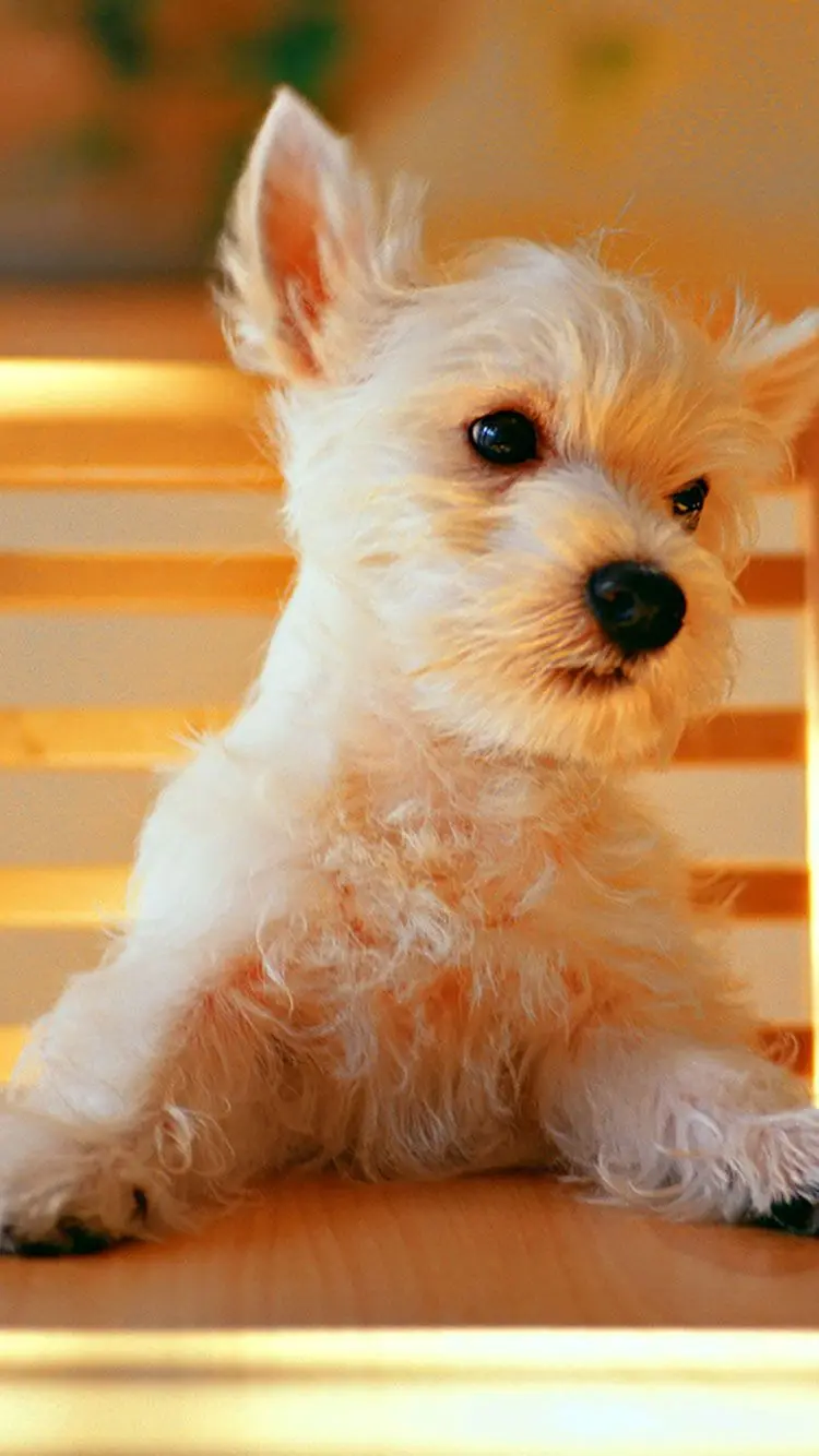 HD Stock Photo of a White Furry Dog on a Chair
