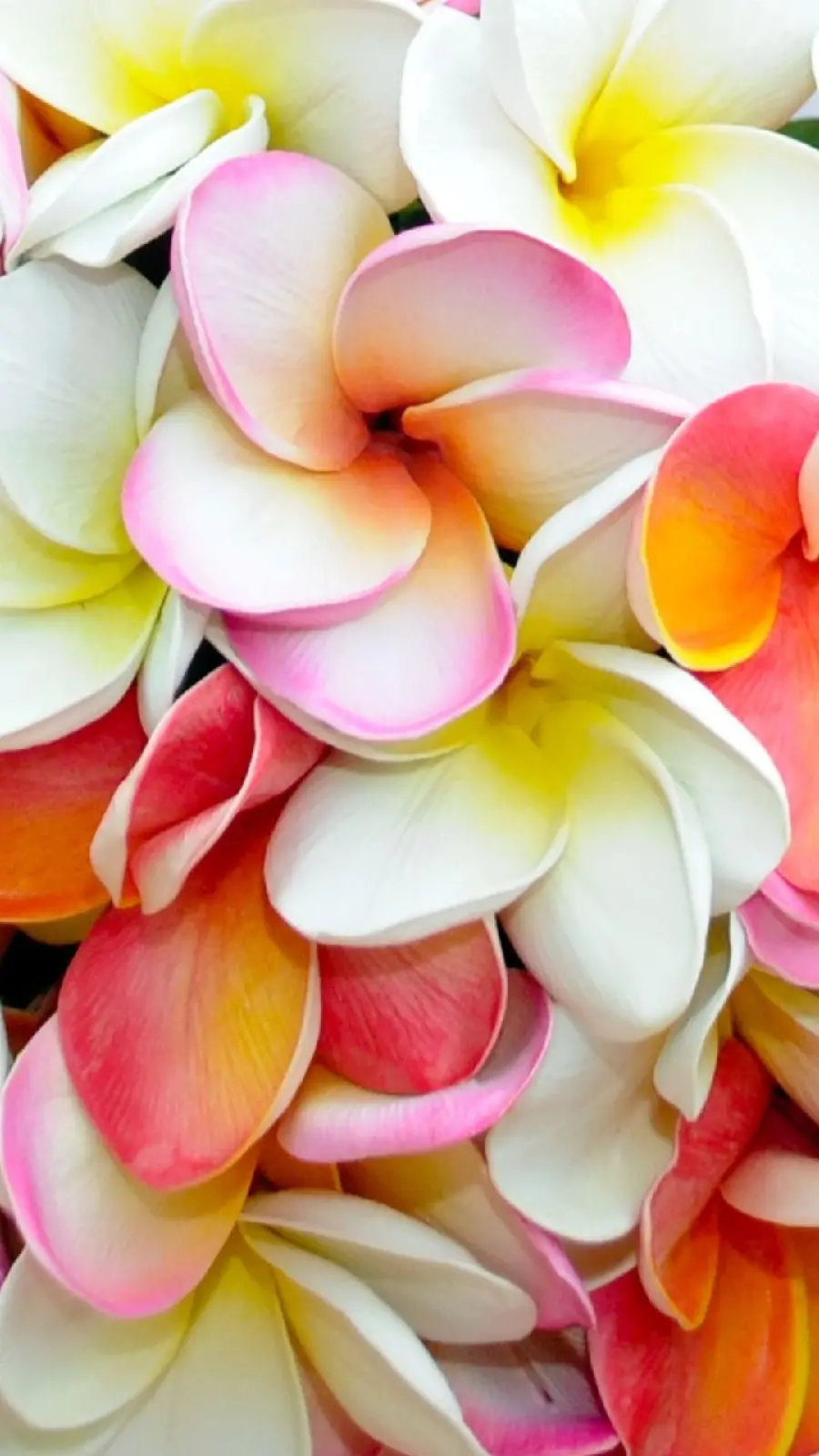 Photo of Yellow White Pink Plumeria Flower in Full HD Quality