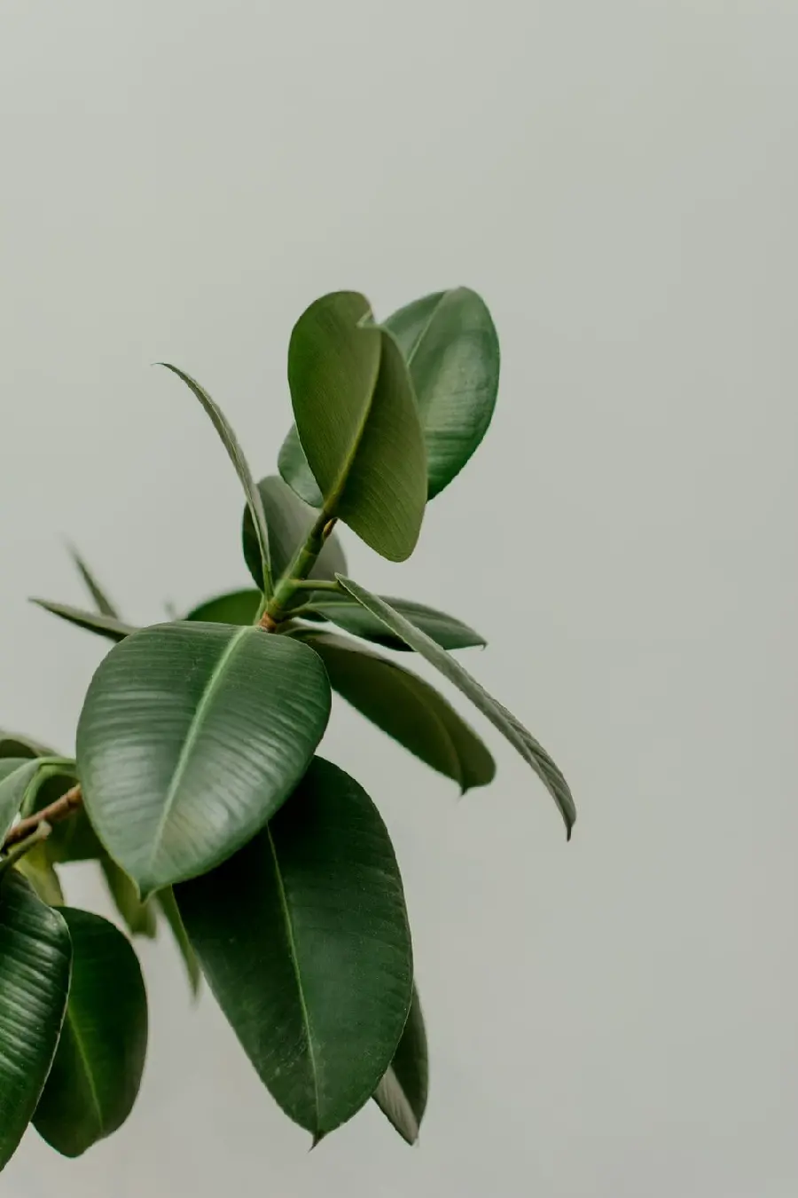 Photo of elephant ear plant suitable for apartment