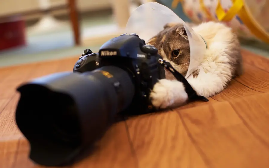 High quality funny cat stock photo taking pictures