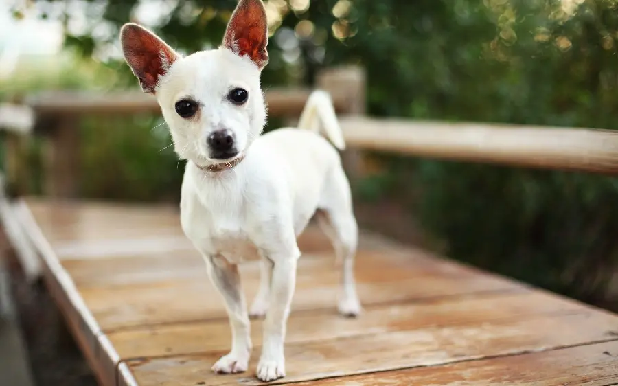 The most special White dog wallpaper with a beautiful look for the phone
