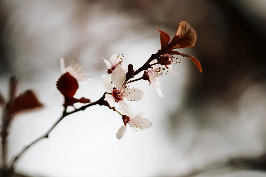 Download high quality cherry blossom stock image